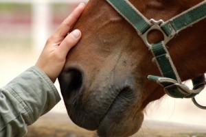 massage paard