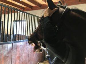 cranio sacraal paarden
